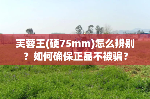 芙蓉王(硬75mm)怎么辨别？如何确保正品不被骗？